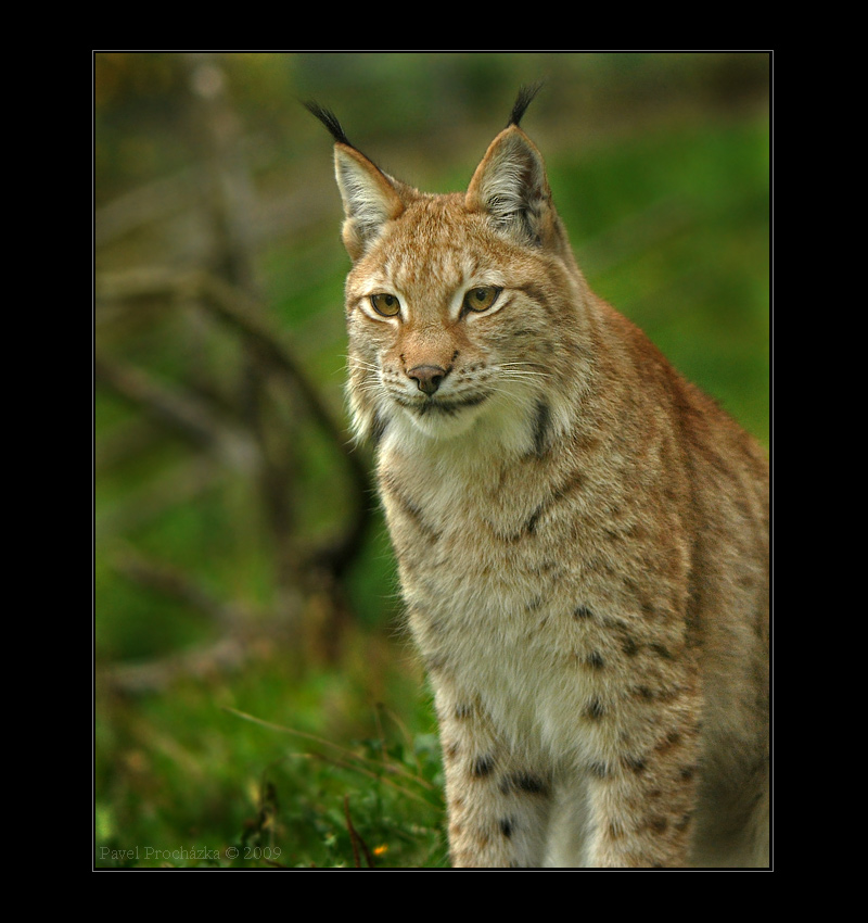 lynxlynx_1_200.jpg