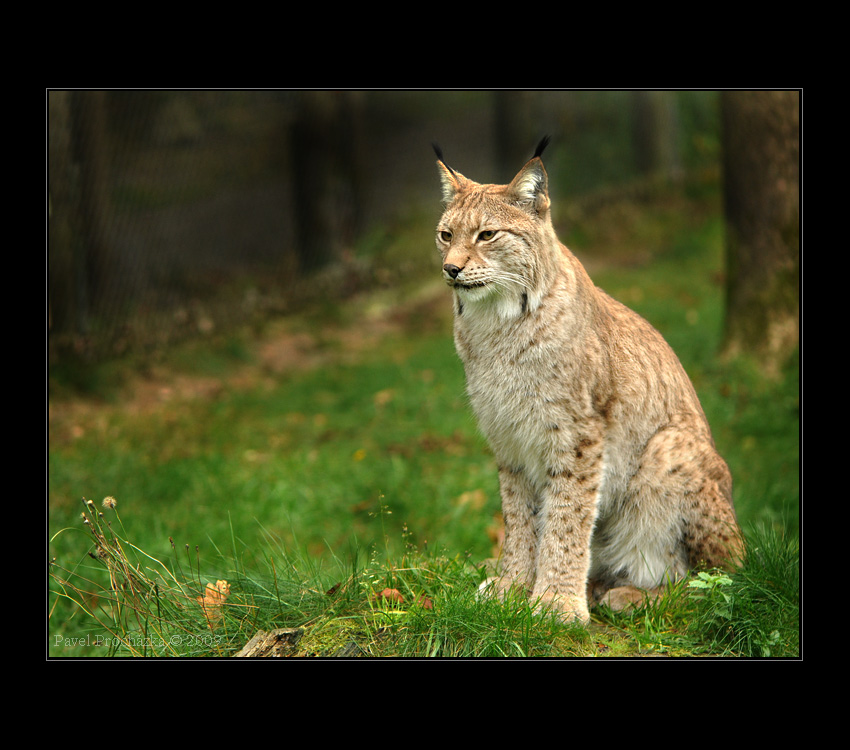 lynxlynx_6_200.jpg